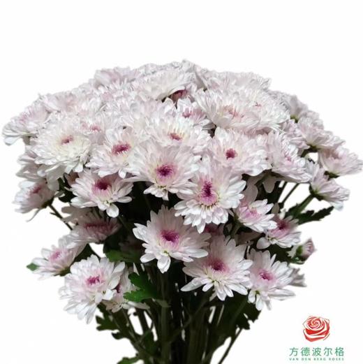 市场小菊-阿莫菲 商品图0