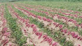 【当季新品】板栗红薯新鲜蜜薯糖心地瓜甜黄心番薯沙地农家小香薯5斤装