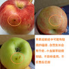 有机早熟苹果 | 合作生产 *Organic precocious apple | Partner Production 商品缩略图2