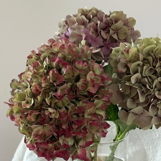 秋色丨绣球丨1株 商品图1