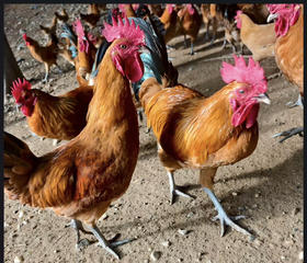 凉水河苏禽小公鸡（半年净重2.5～2.8）