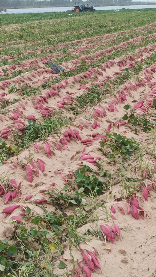 【当季新品】海南小香薯「临安天目山小香薯苗·海南沙地种植」小香薯5斤装 商品图1