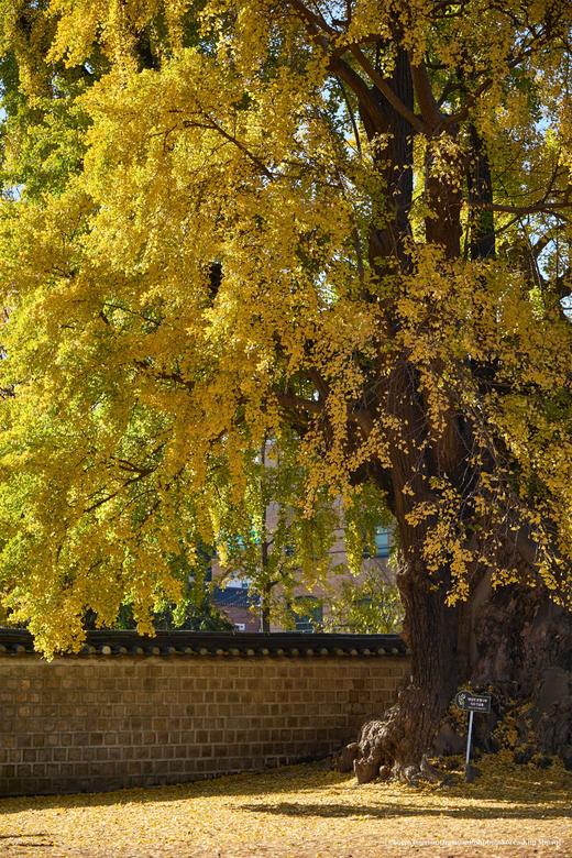 金秋韩国【免签】红叶8 天摄影团·首尔、春川、洪川、江原道、雪岳山、京畿道、全罗南道、庆尚南道 商品图11