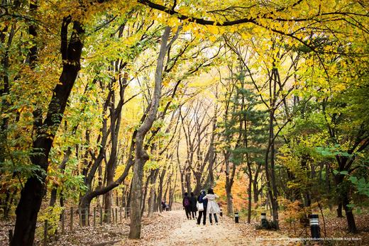 金秋韩国【免签】红叶8 天摄影团·首尔、春川、洪川、江原道、雪岳山、京畿道、全罗南道、庆尚南道 商品图10