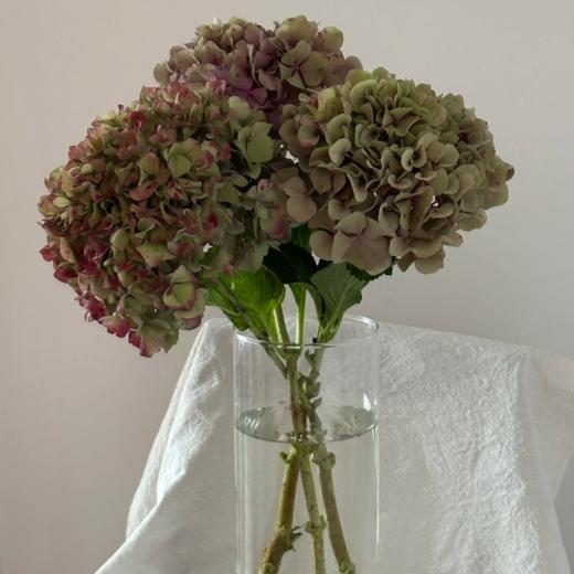 秋色丨绣球丨1株 商品图2