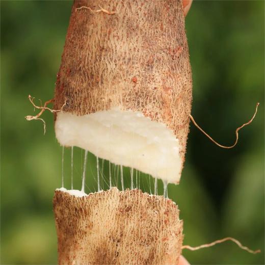 云南深山灵芝山药 | 高山之巅的仙灵之味 肉质细腻粉糯香甜 营养丰富 现挖现发 商品图3