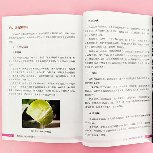 图说蝴蝶兰栽培管理技术 商品图5