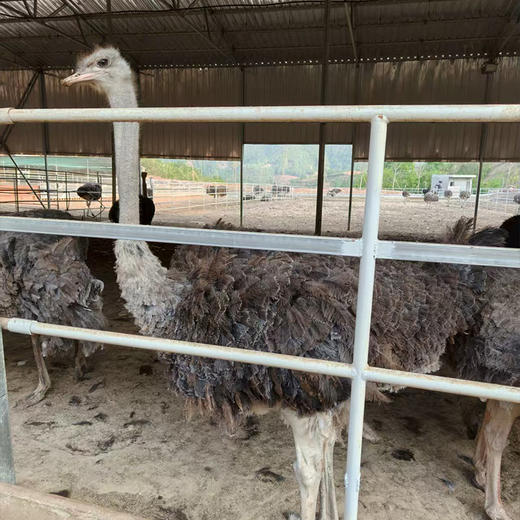 【全国包邮，部分地区除外】产地直发 郧阳区白浪镇原生态健康绿色养殖鸵鸟蛋1枚（2.6~3.5斤左右） 商品图1