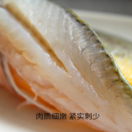 福建宁德黄鱼鲞#肉质细腻刺少鲜美无土腥味，捕捞到去内脏古法盐渍包装保证在8h内，速冻锁鲜鲜味满分~ 商品图1