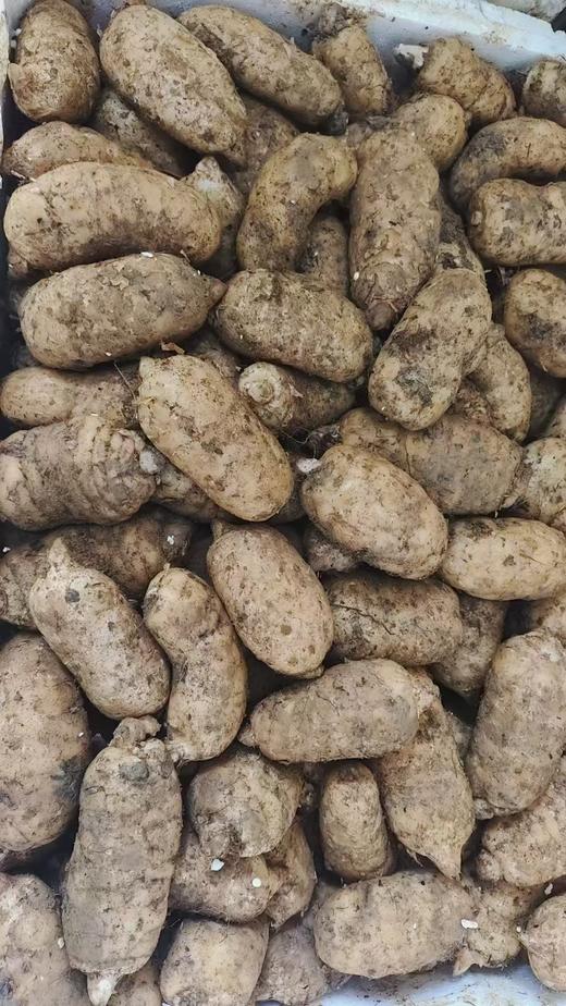 【产地直发/干/鲜天麻】正宗云南昭通小草坝干天麻/新鲜天麻，生长在高海拔无污染的地方，真正的养生健康食材！ 商品图9