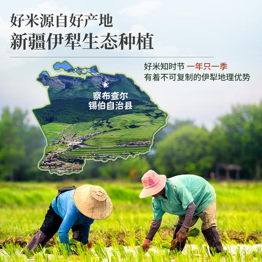 疆粮·精洁稻花香 新疆大米 5kg   察布查尔火山灰富锌土种植 米香超浓郁 商品图1