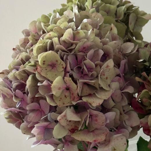 秋色丨绣球丨1株 商品图0