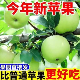 【现摘现发❗️新鲜当季青苹果】颗颗人工优质甄选，光鲜饱满，营养丰富，脆甜多汁，整箱包邮酸甜脆口孕妇老人小孩应季水果苹果中秋节日送礼物
