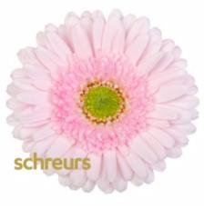 非洲菊 | 林芝 商品图4