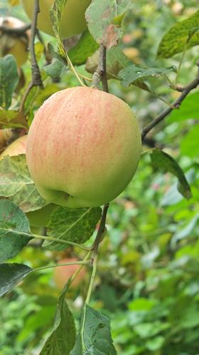 长在草里的枣和苹果