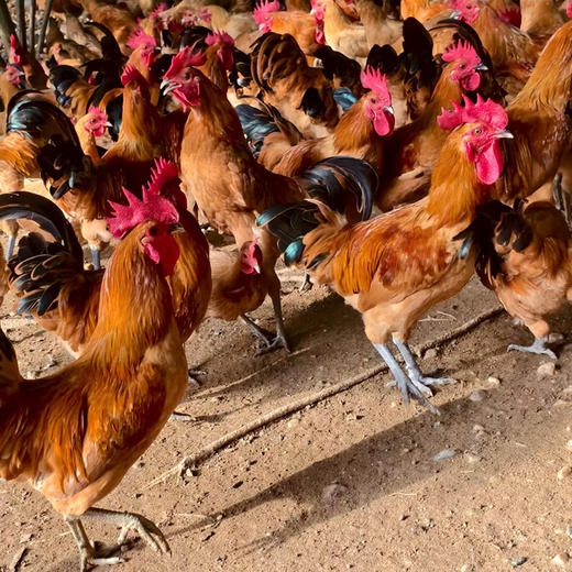 丹江口凉水河苏禽土公鸡（半年）杀完净重2.5~2.8斤左右 周六发货 商品图1