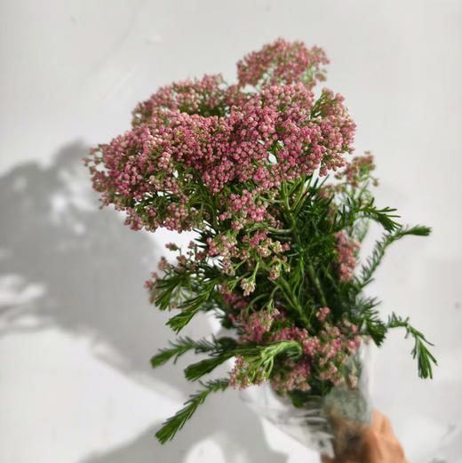 米花·粉色 商品图0