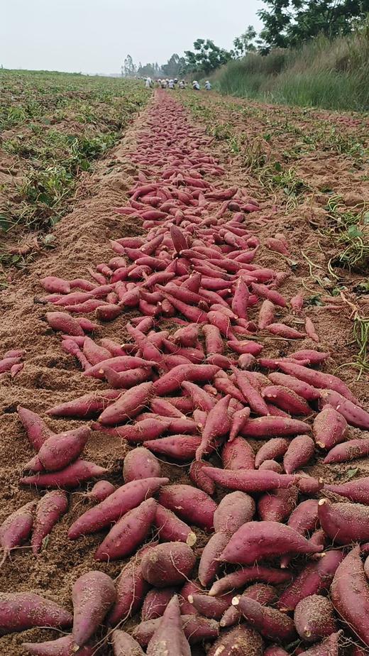 【当季新品】海南小香薯「临安天目山小香薯苗·海南沙地种植」小香薯5斤装 商品图4