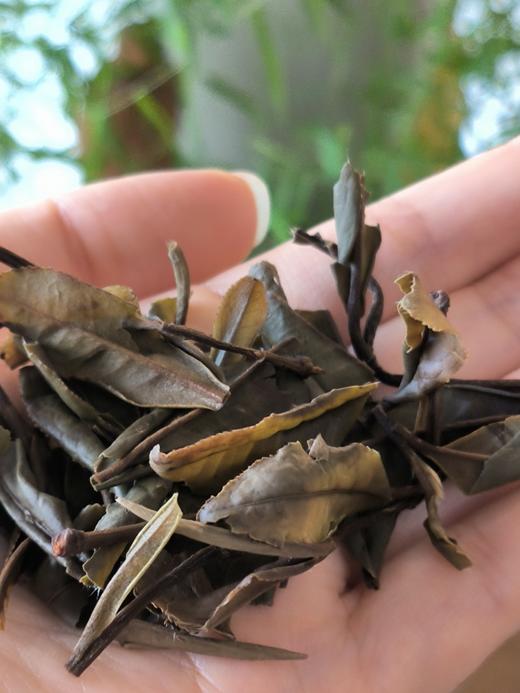 白月光（珍藏近10年的老白茶）预售 商品图4