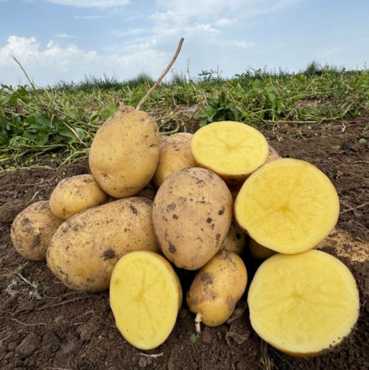 【秒杀】武川土豆3斤 商品图0