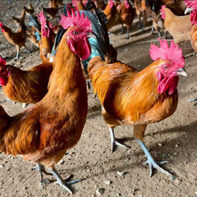 丹江口凉水河苏禽土公鸡（半年）杀完净重2.5~2.8斤左右 周六发货