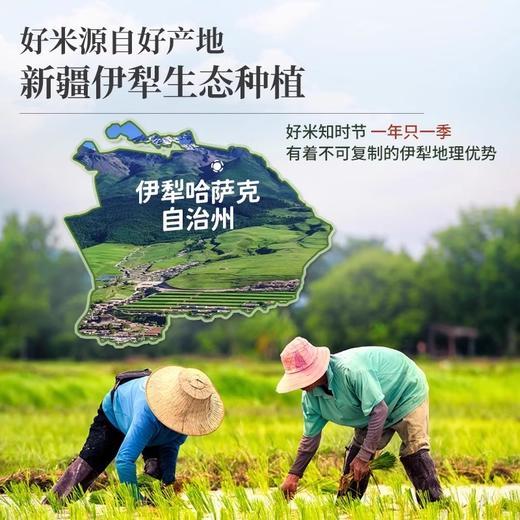 疆粮·羊脂玉米礼盒  新疆大米 4kg 新疆卫视销量前三 米胚雪白 软糯适口 商品图4