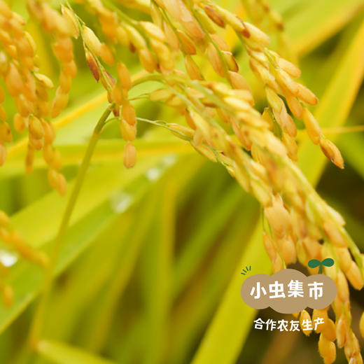 生态糙米奶 200ml*6盒/箱 | 合作农友生产，产自浙江金华，生产者：李明攀 *【公平贸易农人定价】 商品图9