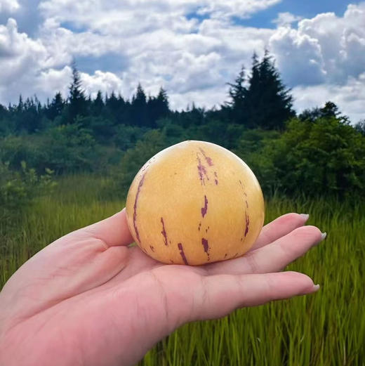 云南七彩人参果 商品图12