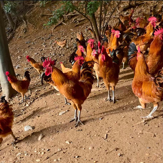 丹江口凉水河苏禽土公鸡（半年）杀完净重2.5~2.8斤左右 周六发货 商品图3