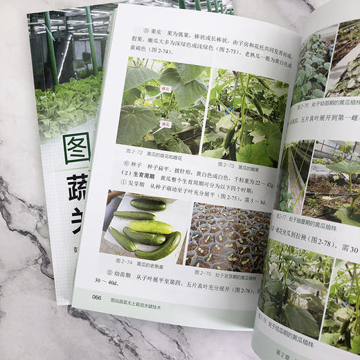 图说蔬菜无土栽培关键技术 商品图9