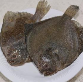 海捕多宝鱼（东山岛）