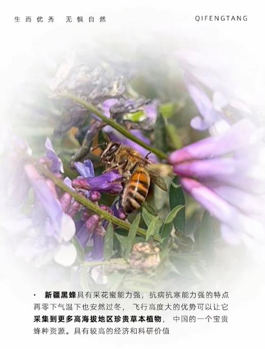 新疆成熟黑蜂蜜500g/瓶 商品图2