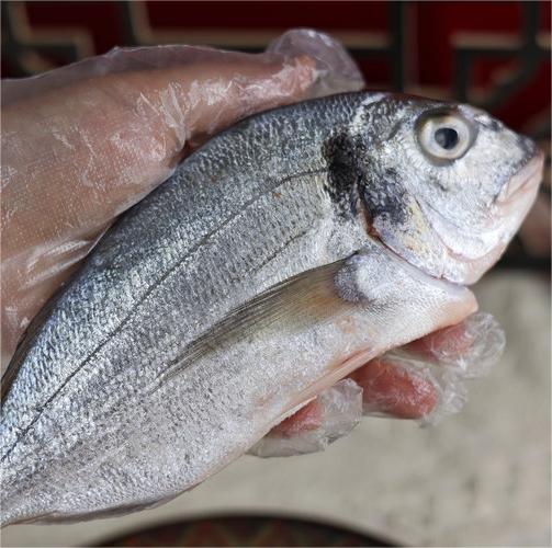 金头雕（半野生）