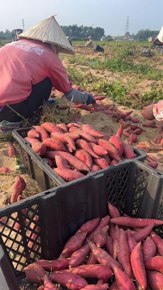 【当季新品】海南小香薯「临安天目山小香薯苗·海南沙地种植」小香薯5斤装 商品图2