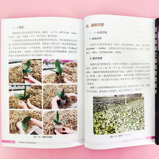 图说蝴蝶兰栽培管理技术 商品图3