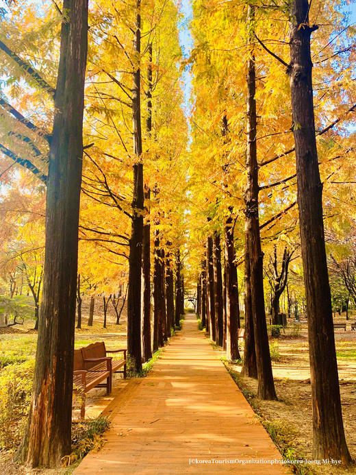 金秋韩国【免签】红叶8 天摄影团·首尔、春川、洪川、江原道、雪岳山、京畿道、全罗南道、庆尚南道 商品图7