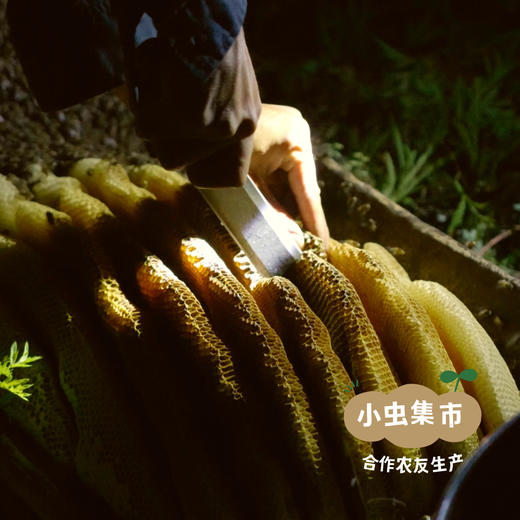 生态山茱萸蜜膏150g/罐 | 合作农友生产，产自陕西汉中秦岭，生产者：刘蜜书 *【公平贸易农人定价】 商品图14