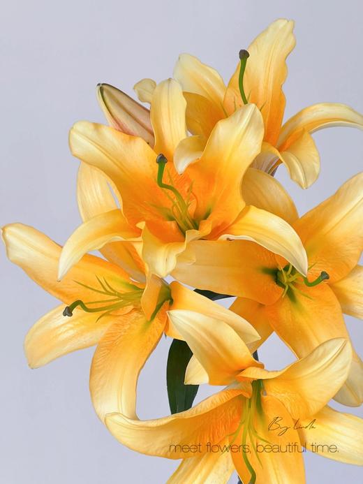 【AB级晚霞百合】3头3支9朵/份 商品图2