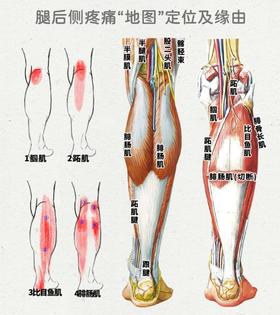 【恢复课堂】腘窝痛，用这3个动作拉伸缓解~！