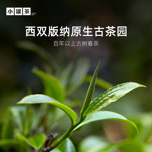 小罐茶 特级黑茶云南普洱茶熟茶 金罐茶叶礼盒装40g 顺丰包邮【现货】 商品图1