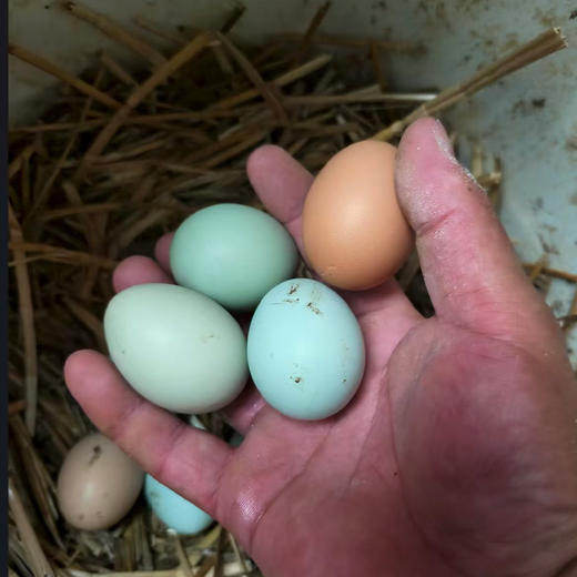 【十堰主城区包邮】丹江口凉水河散养土鸡蛋 初生蛋 30枚  商品图2