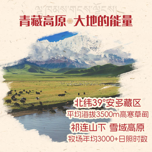 【尝鲜】天境雪域青海祁连天境雪域牧场 牦牛奶含量≥15% 200ml*3支 商品图1