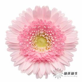 非洲菊 | 林芝