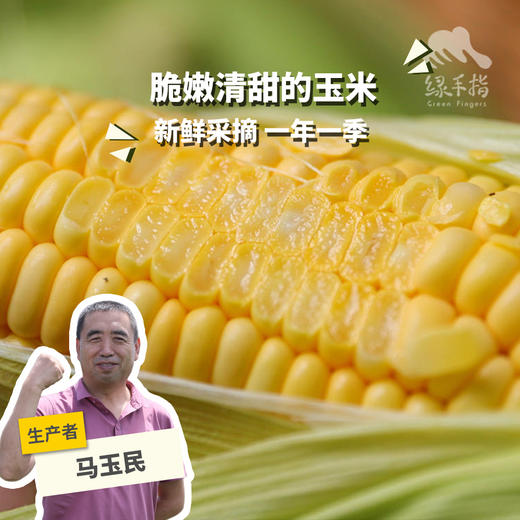 生态水果玉米（承德） | 合作生产*Ecological fruit corn | Partner Production 商品图0