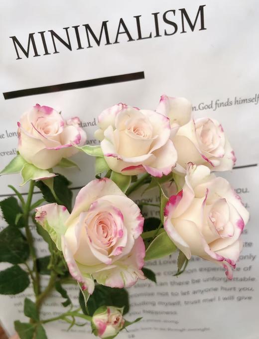 折射多头玫瑰 10支 (40-45个花苞)/扎【GY】 商品图2