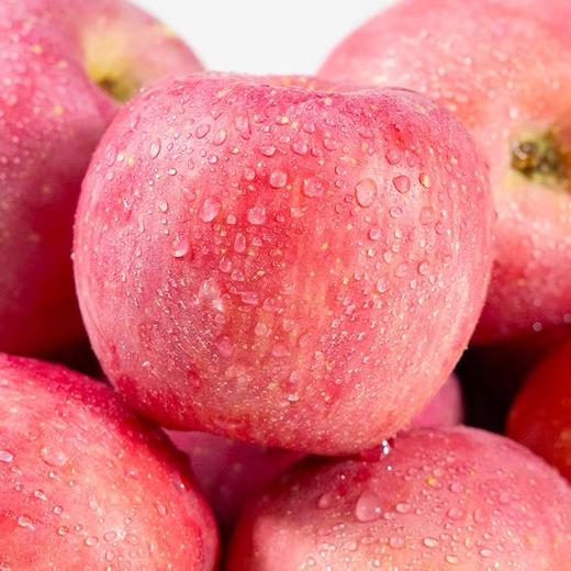 【超脆甜❗️山东烟台红富士苹果】现摘现发，鲜脆爽口，营养丰富！正宗整箱栖霞苹果新鲜水果批发平果 商品图1