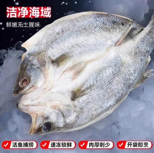 顺丰包邮｜闽威醇香海鲈鱼｜开袋即烹！ 东方甄选推荐👍地理标志福建生态鲈鱼！ 商品图2