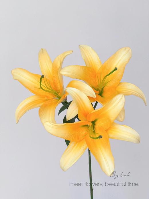 【AB级晚霞百合】3头3支9朵/份 商品图3