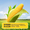 谷栗村有机南瓜玉米糊320g 商品缩略图3