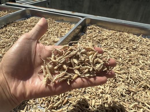 云南野生麦冬  野外自然生长 无农残 无硫熏 清心除烦安神 商品图3